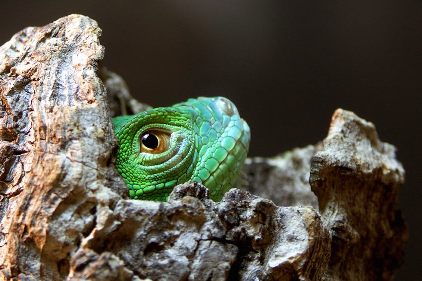 Leguanjungtier im Versteck