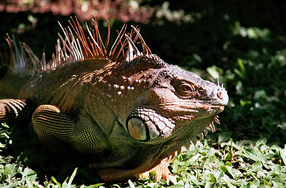 Leguan_männl