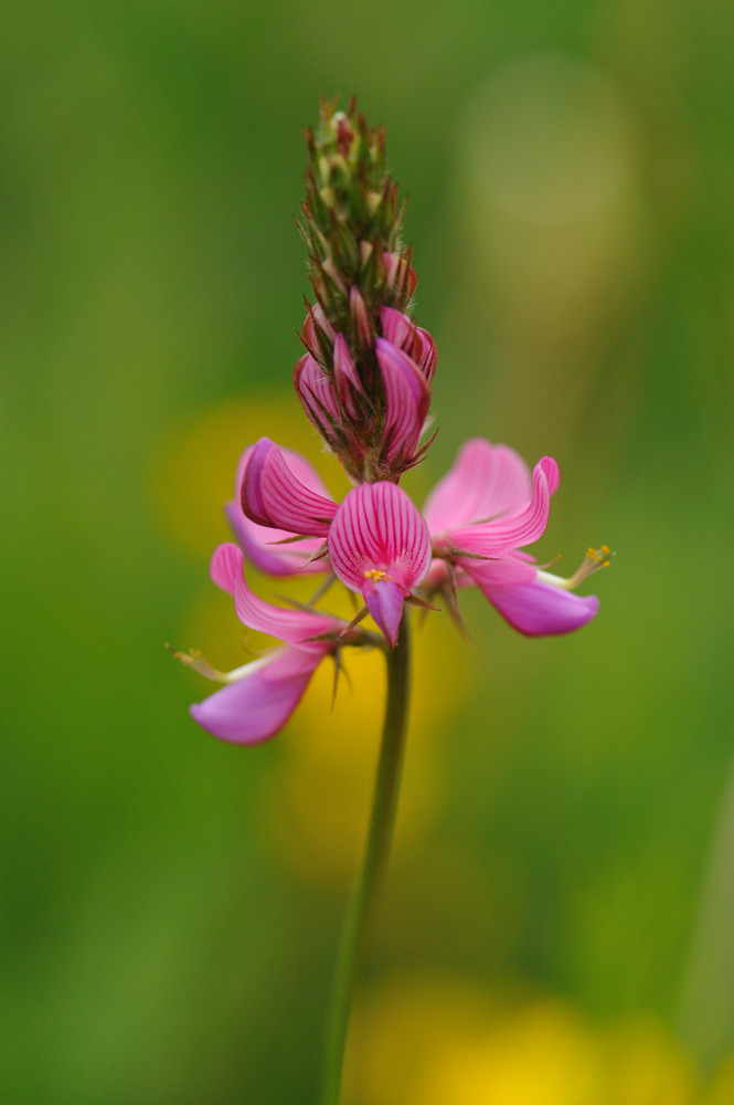 Leguminosa - Onobrychis viciifolia