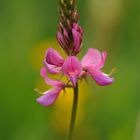 Leguminosa - Onobrychis viciifolia