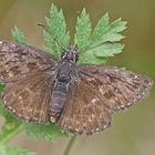 Leguminosen-Dickkopffalter (Erynnis tages)