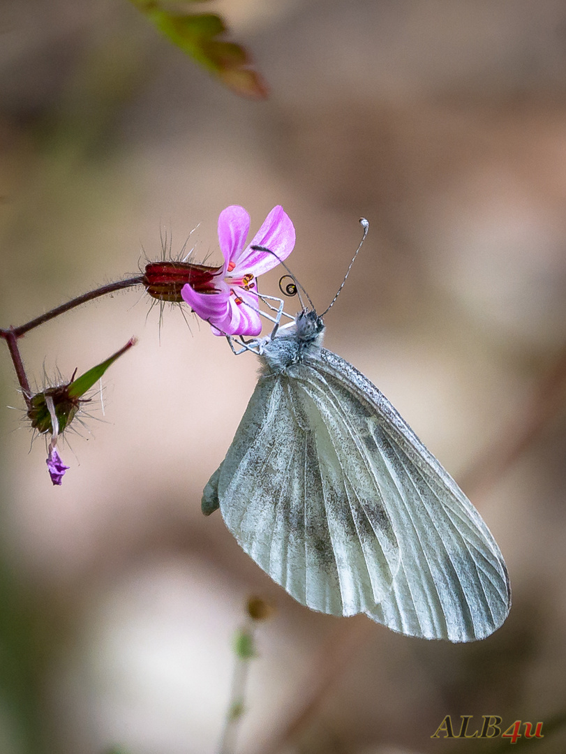 Leguminosen- Schmalflügel - Weißling (Leptidea sinapis / juvernica)