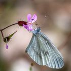 Leguminosen- Schmalflügel - Weißling (Leptidea sinapis / juvernica)