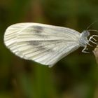 Leguminosen-Weißling (Leptidea sinapis)