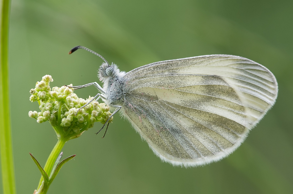 Leguminosen-Weißling (leptidea sinapis)