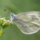 Leguminosen-Weißling (leptidea sinapis)