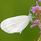 Leguminosen Weißling (Leptidea sinapis) an Mückenhändelwurz