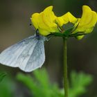 Leguminosen-Weißling (Leptidea sinapis) auf Hornklee