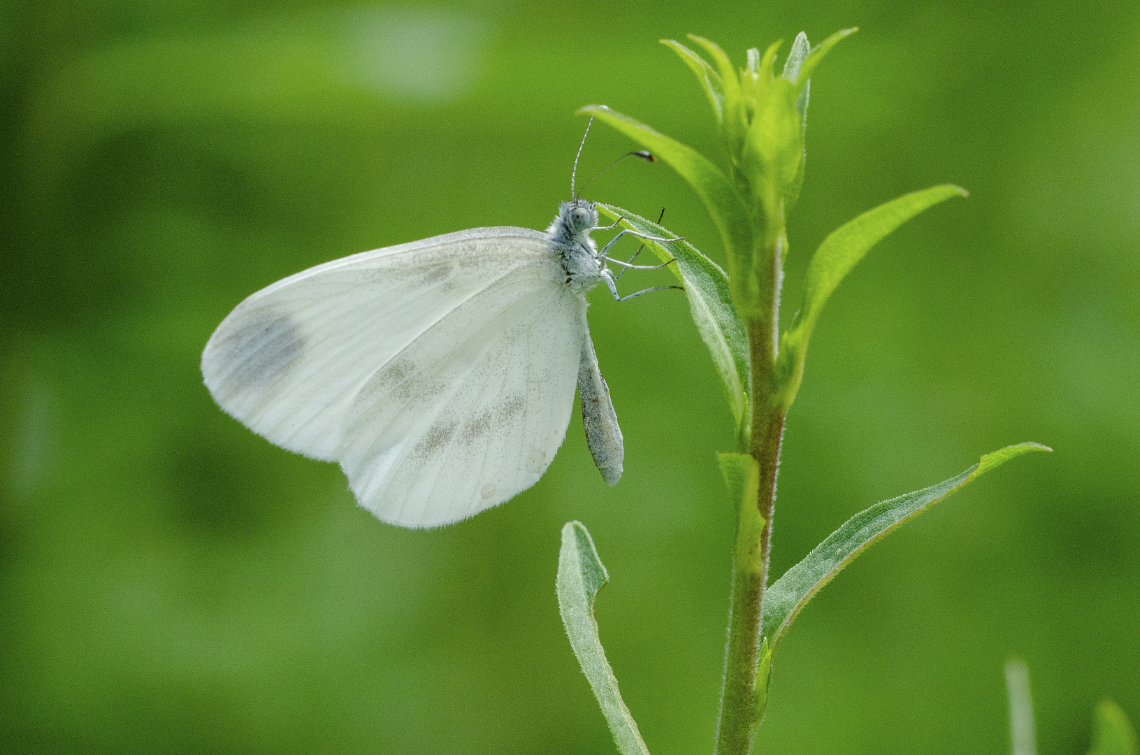 Leguminosen-Weißling (Leptidea sinapis/reali/juvernica),