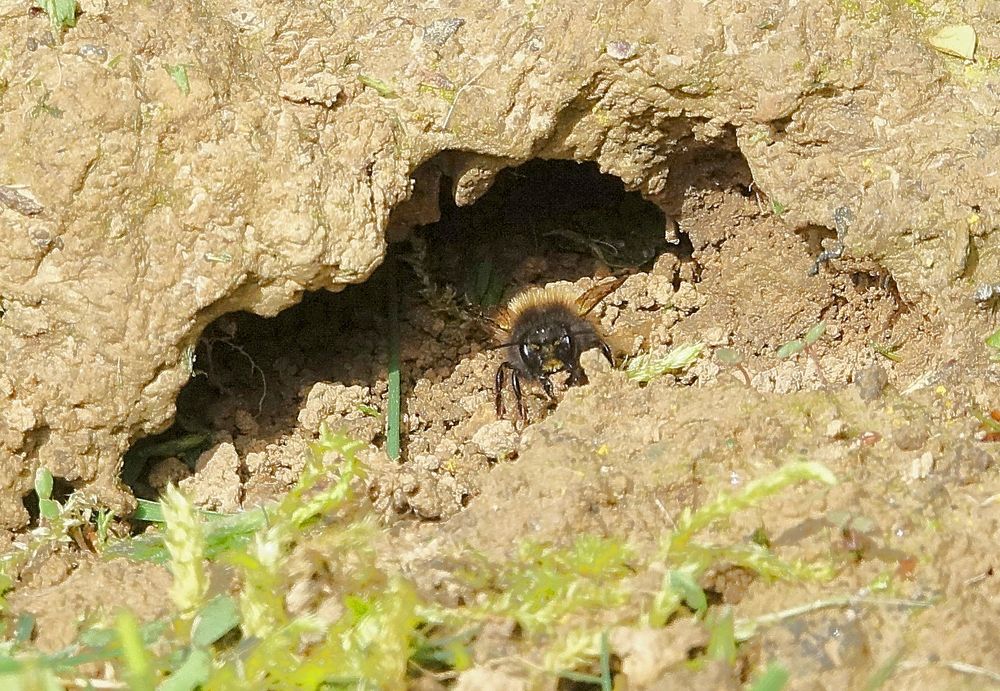 Lehmabbau Wildbienen