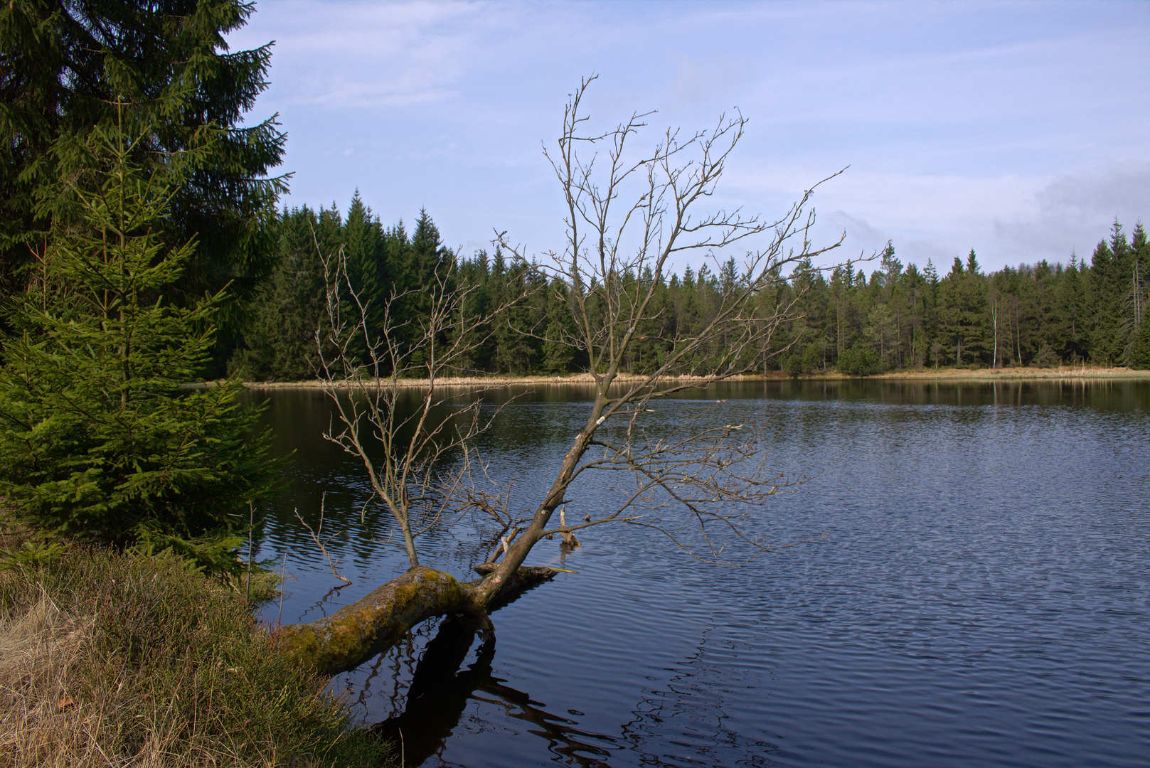 Lehmheider Teich Foto & Bild wald, wasser, bäume Bilder auf