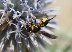 Lehmwespe an Kugeldistel