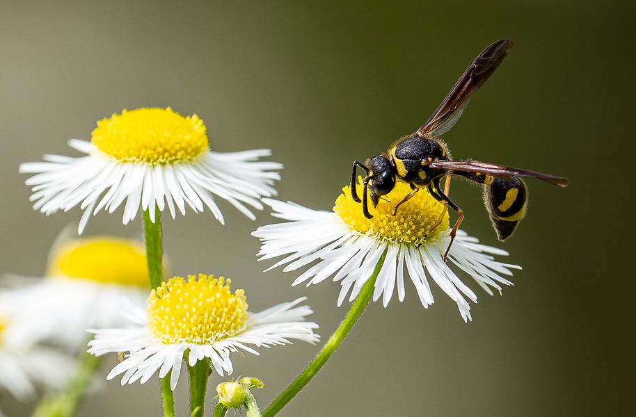 Lehmwespe (Ancistrocerus) 