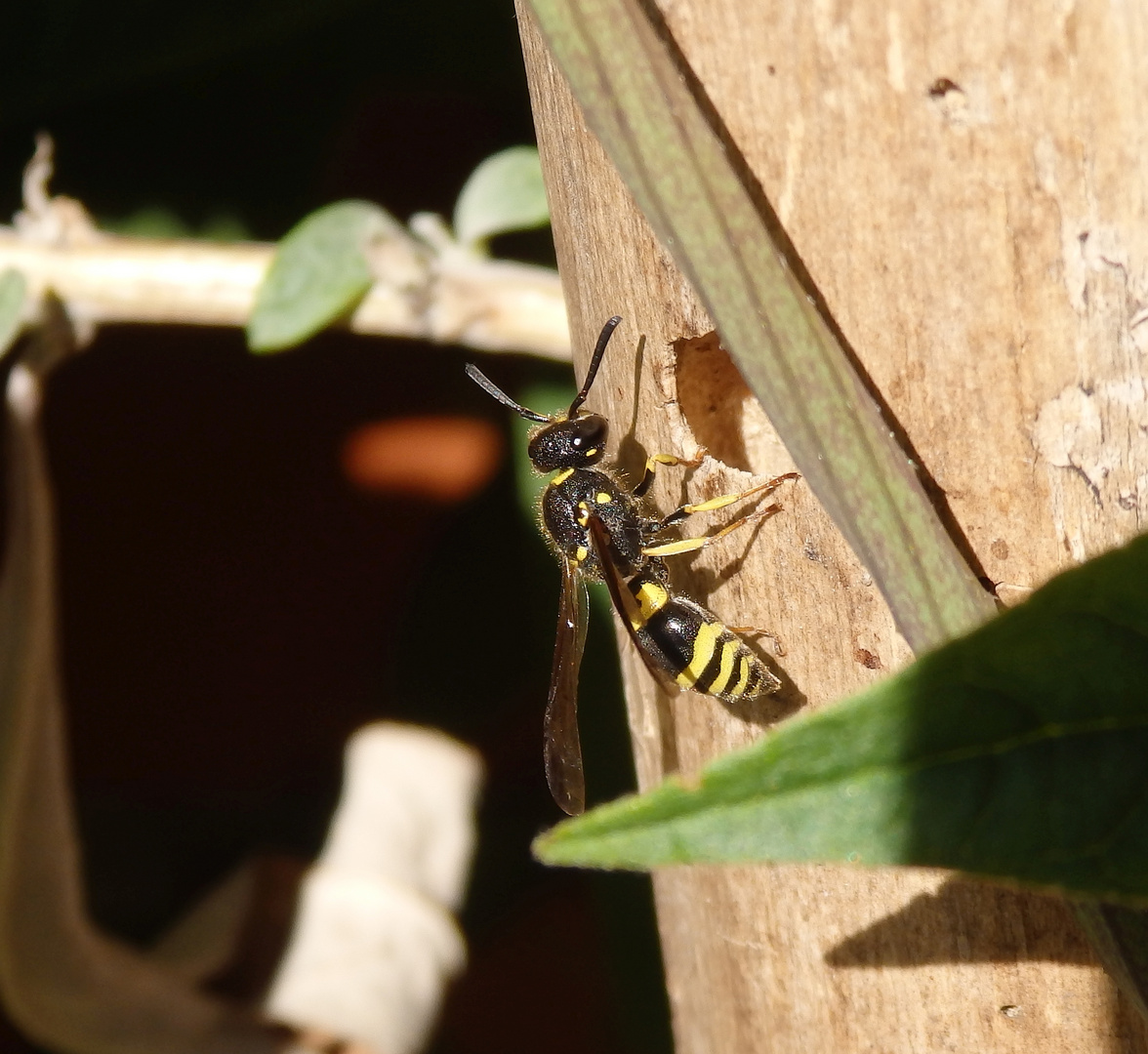 "Lehmwespe" (Ancistrocerus nigricornis) auf Nestsuche