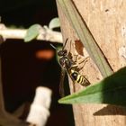 "Lehmwespe" (Ancistrocerus nigricornis) auf Nestsuche