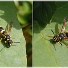 Lehmwespe (Ancistrocerus nigricornis) auf Zaunwinde