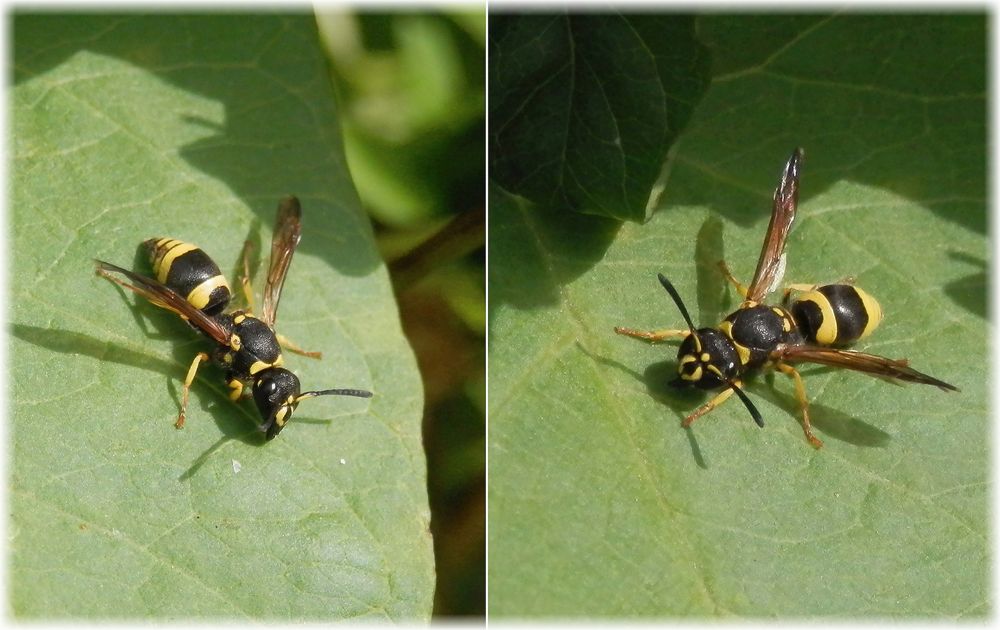 Lehmwespe (Ancistrocerus nigricornis) auf Zaunwinde