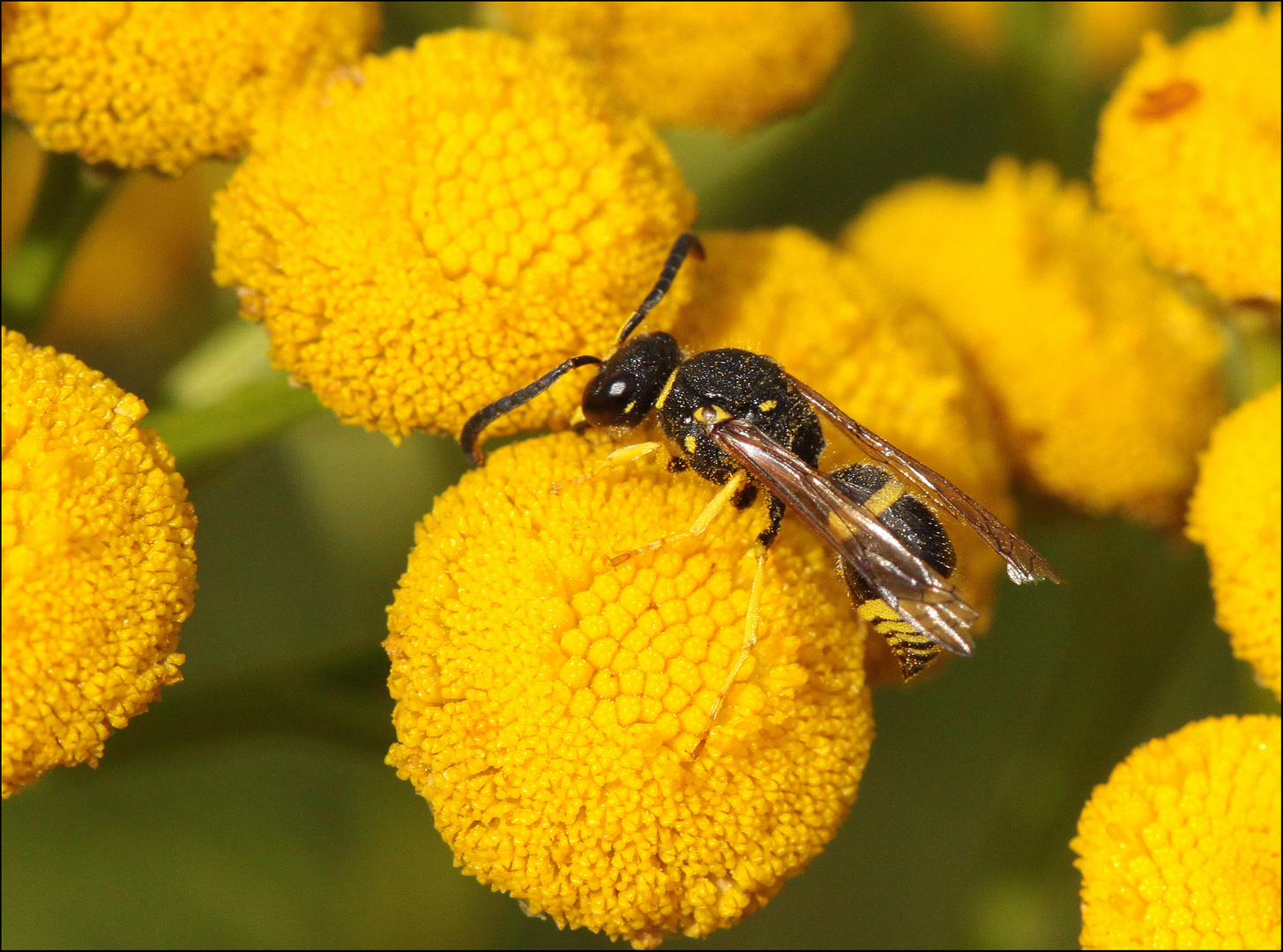 Lehmwespe Ancistrocerus spec.