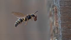 Lehmwespe Faltenwespen (Eumeninae)