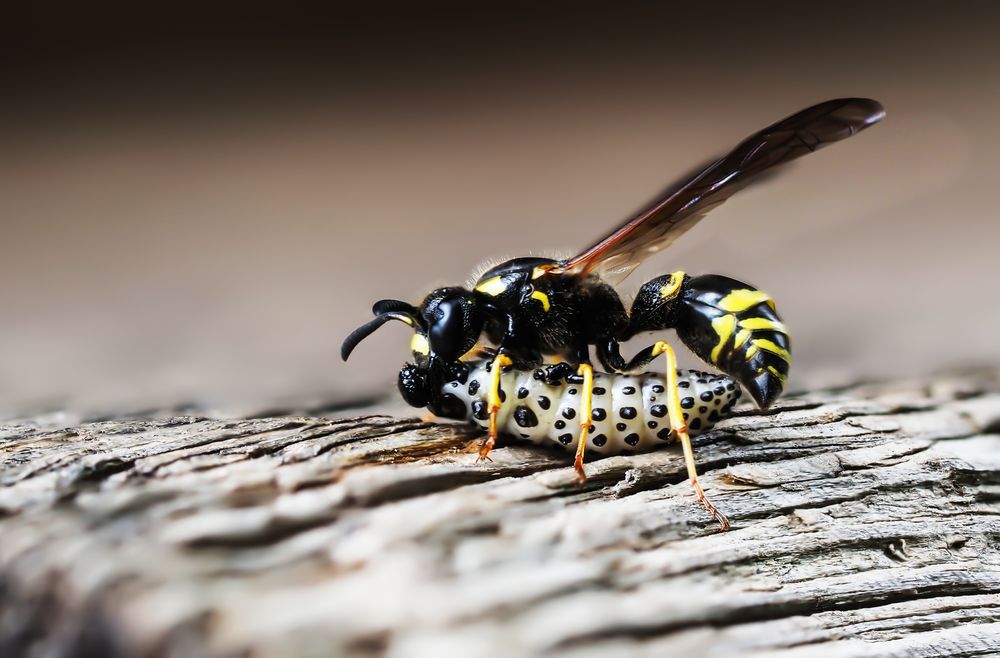 Lehmwespe Faltenwespen (Eumeninae)