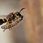 Lehmwespe Faltenwespen (Vespidae)