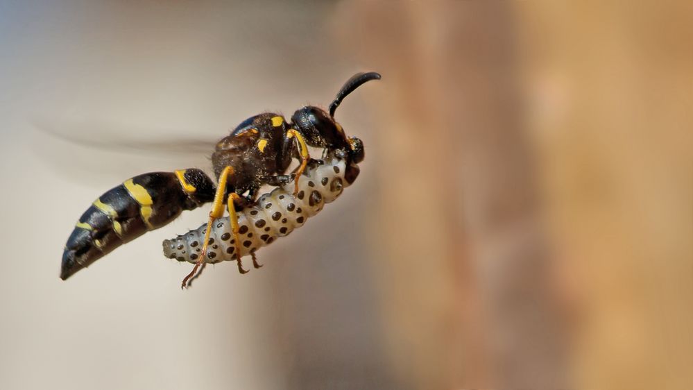 Lehmwespe Faltenwespen (Vespidae)