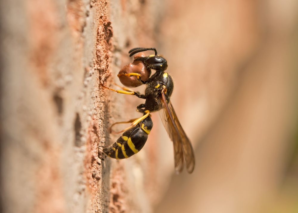 Lehmwespe  (Vespidae)