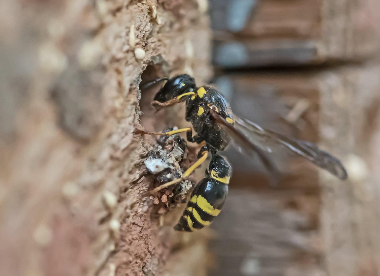 Lehmwespe (Vespidae)