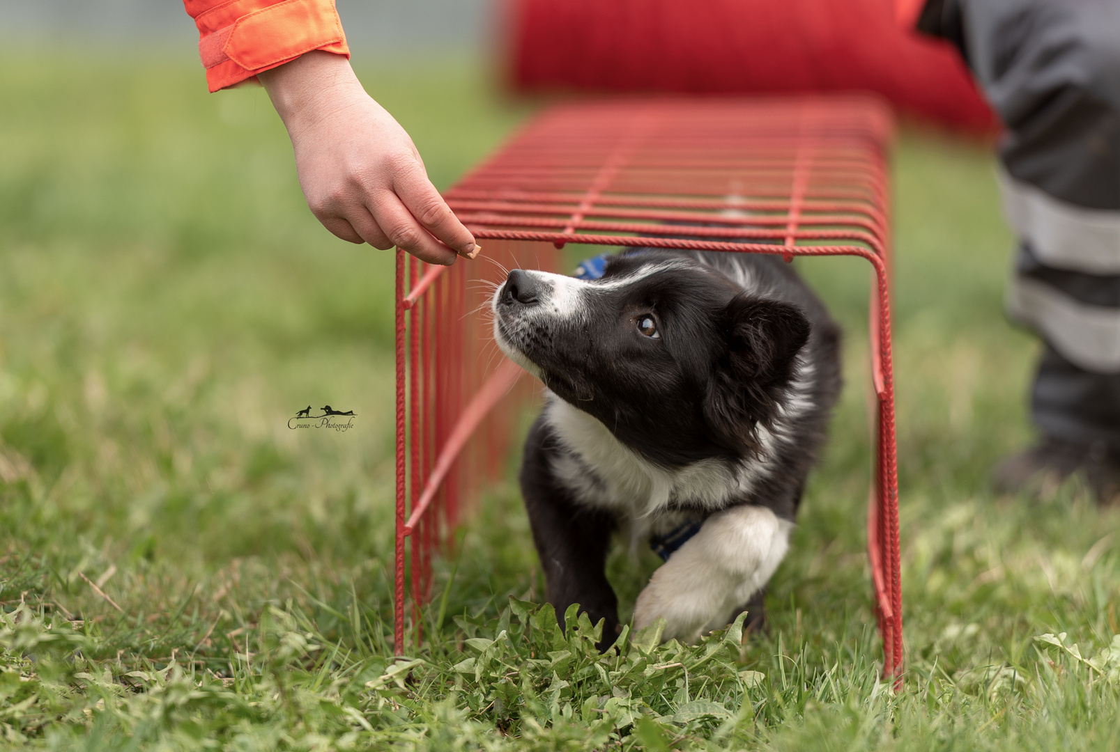 Lehrling in Ausbildung  zum Rettungshund :-) 