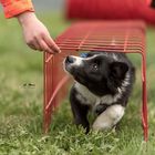 Lehrling in Ausbildung  zum Rettungshund :-) 