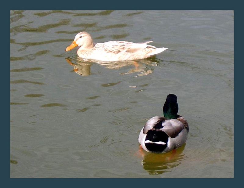 leibling, gehe nich weg