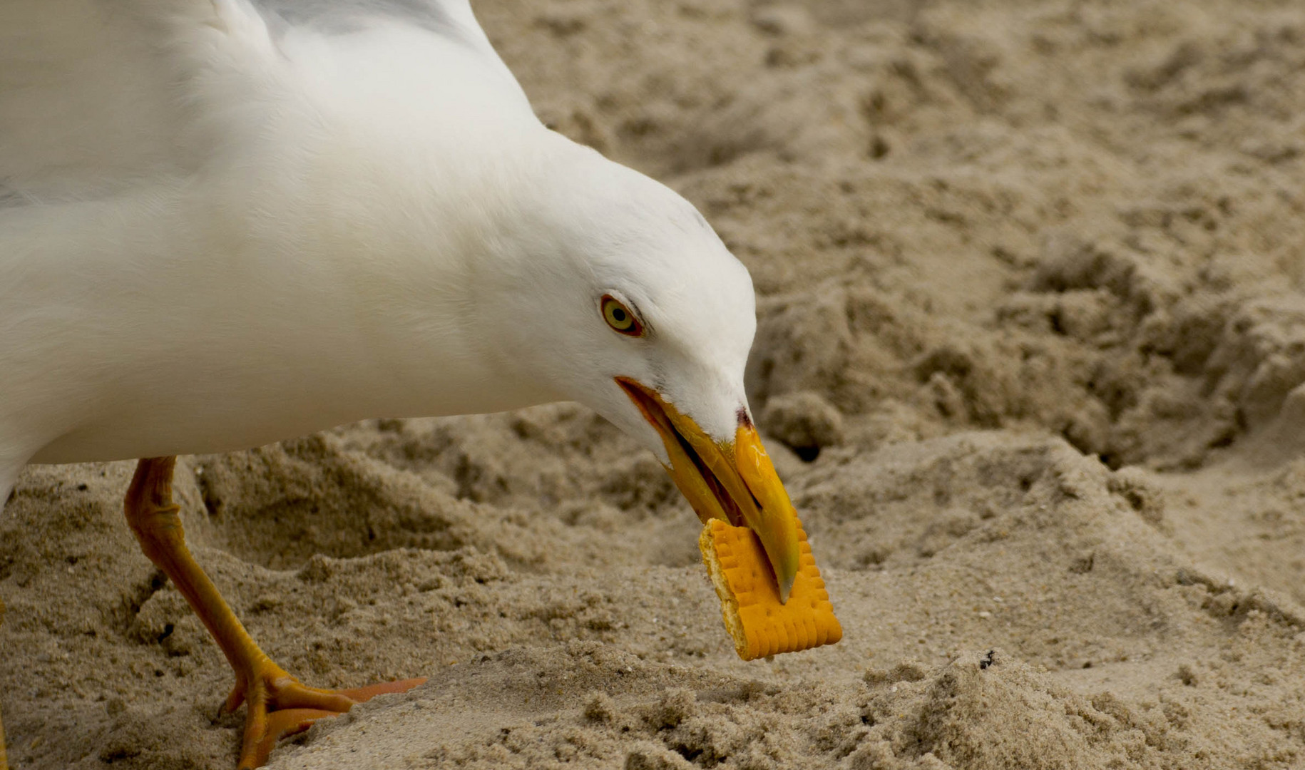 leibniz schmeckt jedem egal ob vogel oder kind :)