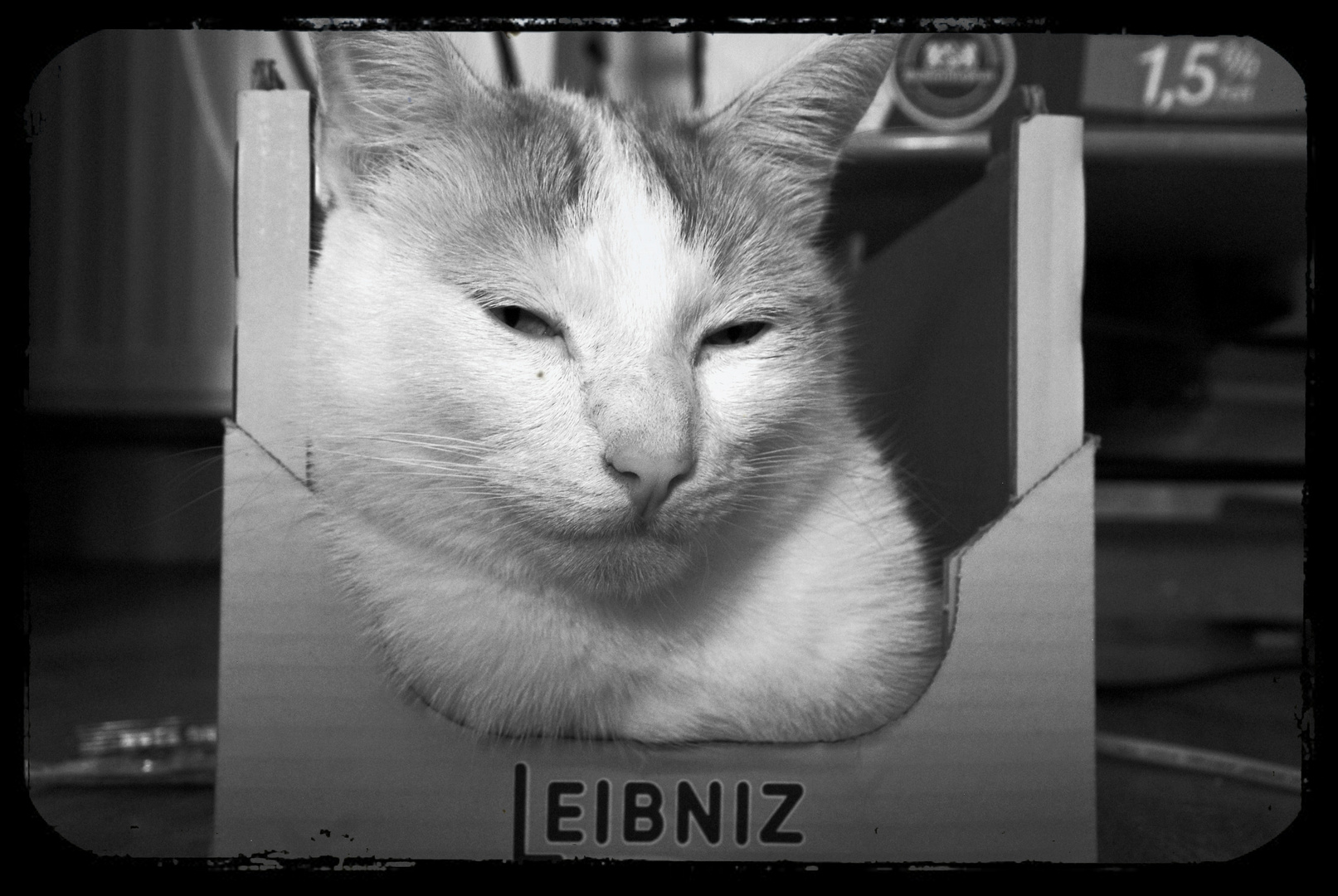 Leibnutz Kater