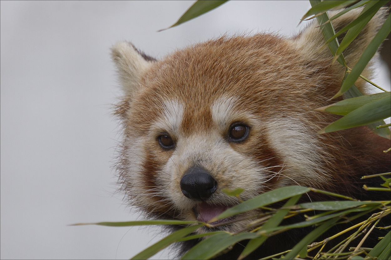 Leibspeise: Bambus   -    Favourite dish: Bamboo