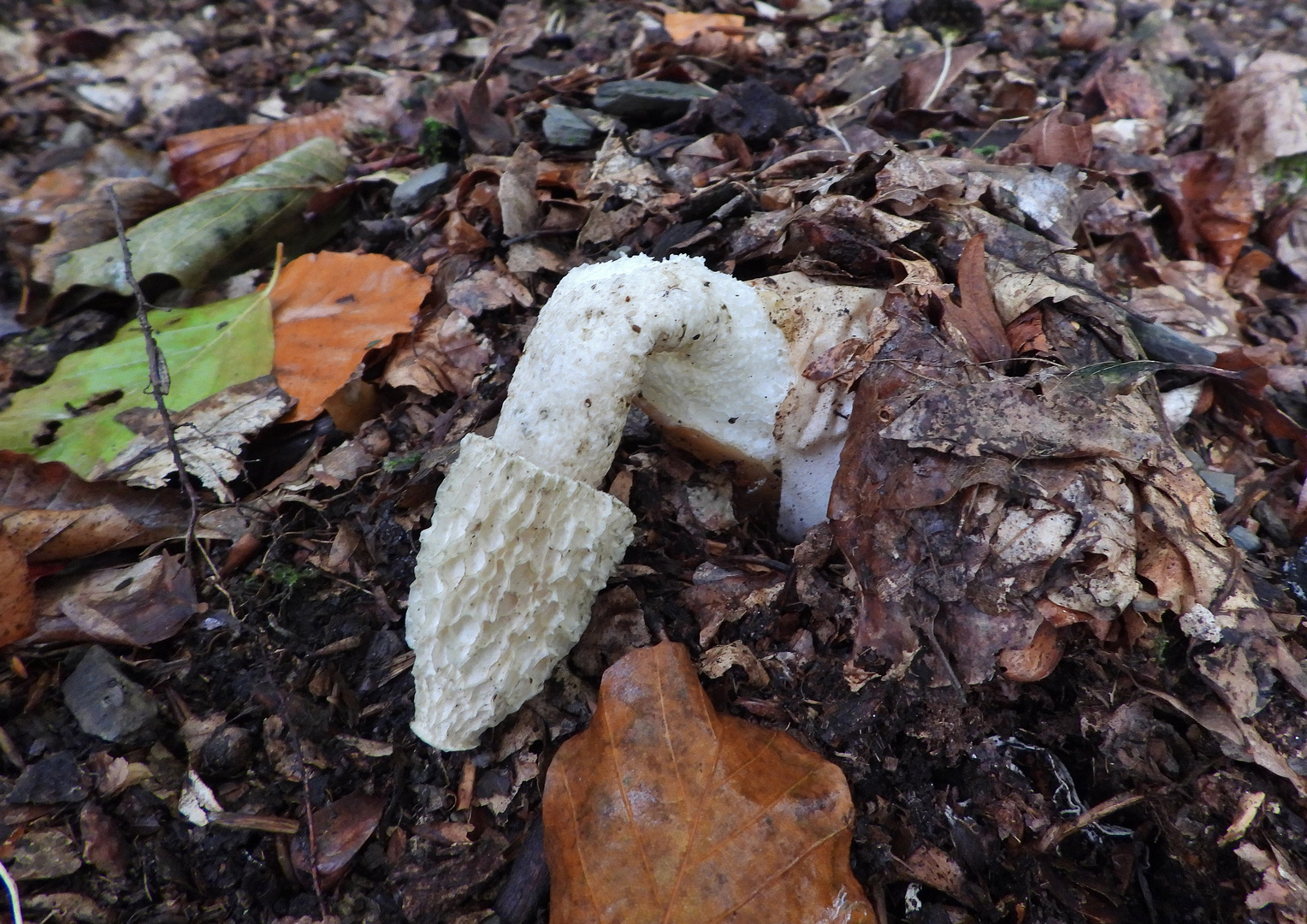 Leichenfinger (Phallus impudicus)