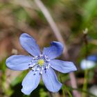 Leicht angefressenes Leberblümchen