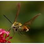 leicht angelehnt... Hummelschwärmer (Hemaris fuciformis)