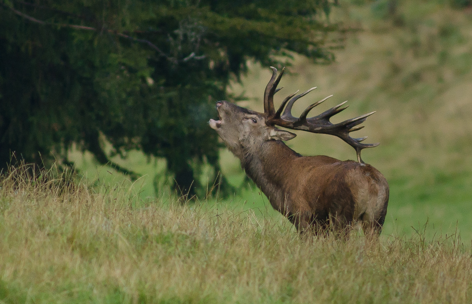 Leicht anzusprechen...der Hirsch mit der gebogenen Augsprosse