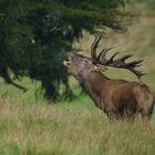 Leicht anzusprechen...der Hirsch mit der gebogenen Augsprosse