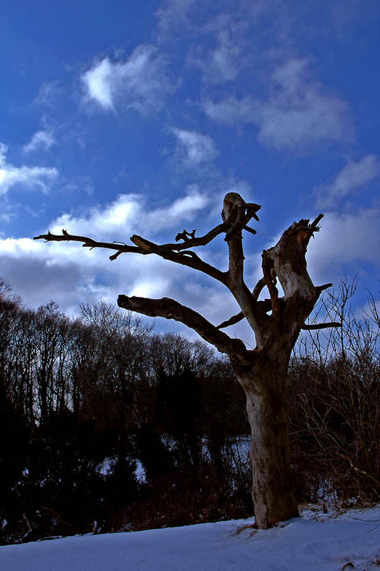 Leicht bearbeitete Version des toten Baumes