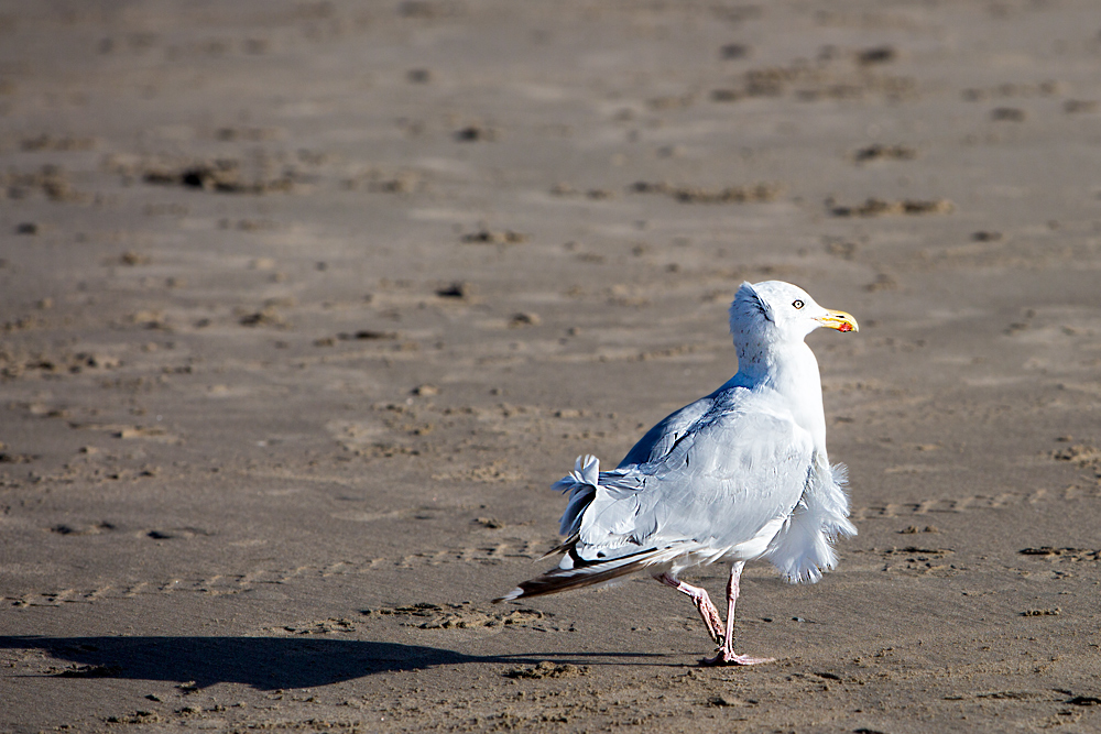 Leicht durch den Wind..............