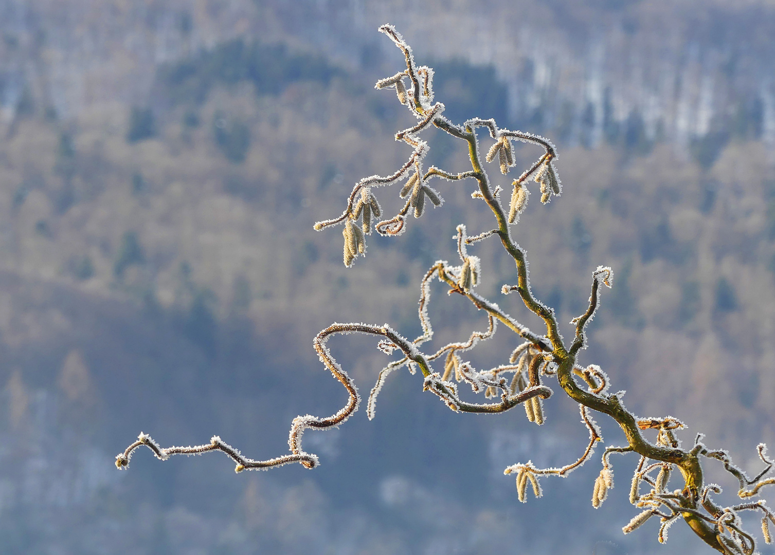 Leicht frostiges Mittwochsblümchen