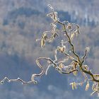 Leicht frostiges Mittwochsblümchen