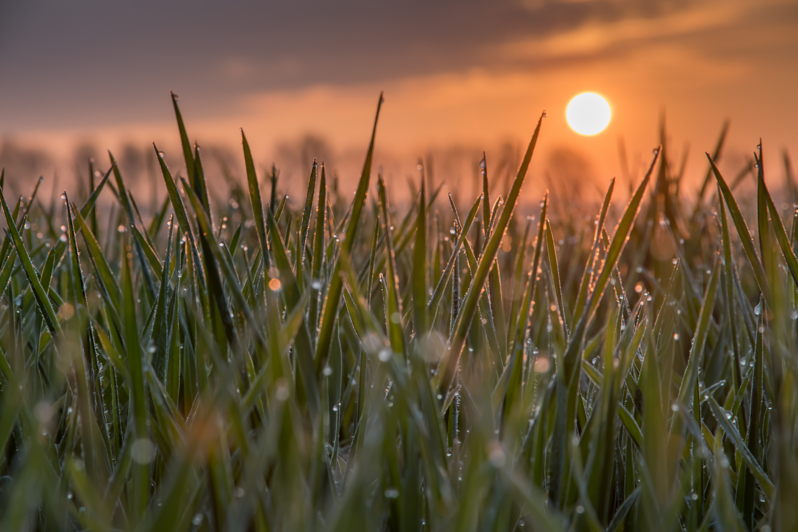 Leicht gefroren wärmt sich in der Sonne