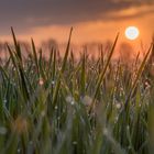 Leicht gefroren wärmt sich in der Sonne