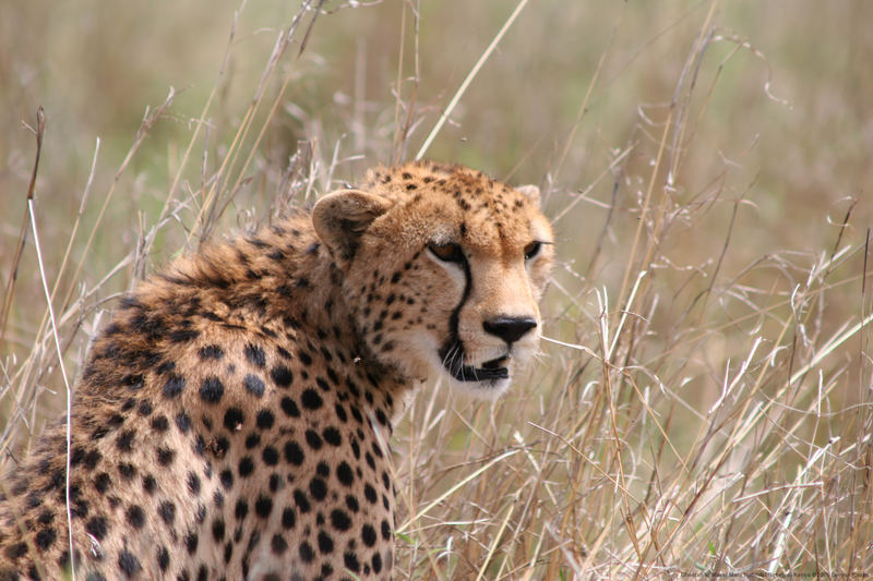 Leicht genervter Gepard