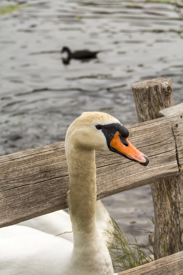 Leicht genervt,Schwan mit jungen