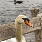 Leicht genervt,Schwan mit jungen