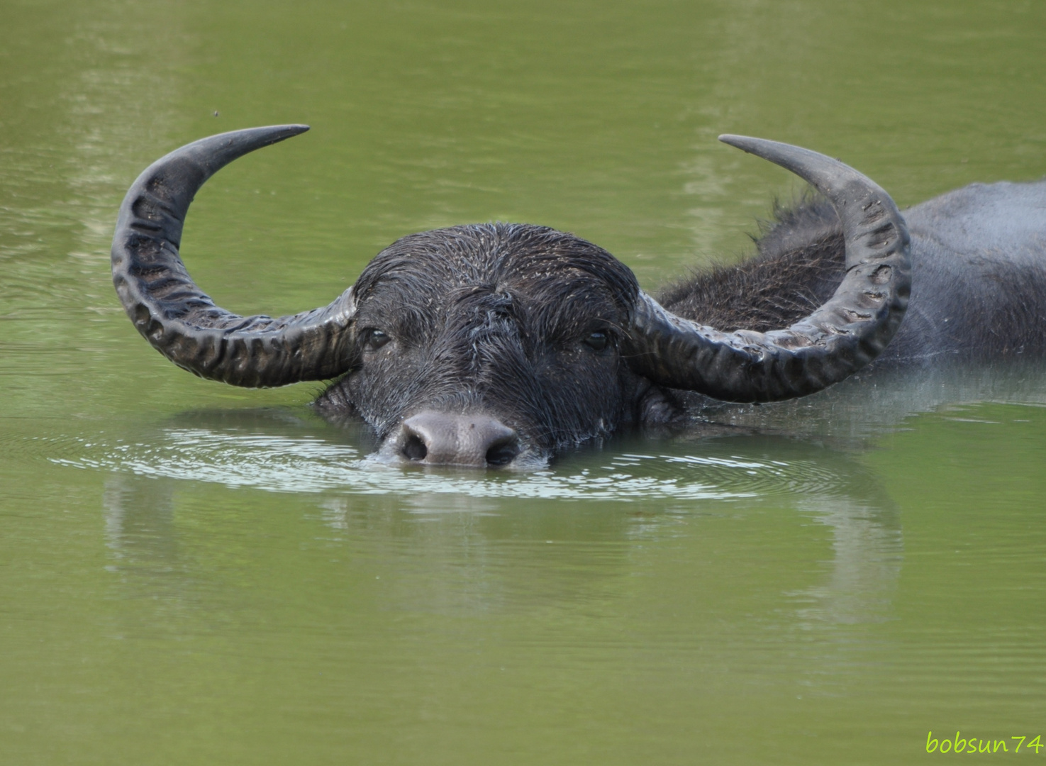 Leicht gereizter Wasserbüffel im Yala Nationalpark ;-)