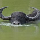 Leicht gereizter Wasserbüffel im Yala Nationalpark ;-)